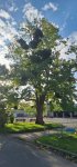 arbre 3